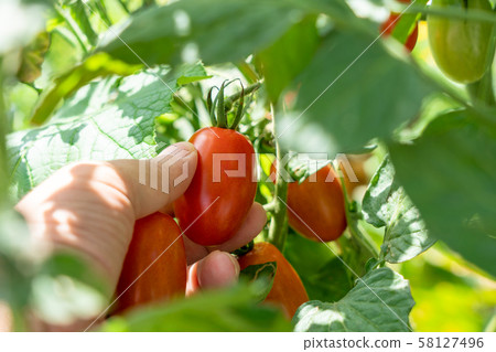 櫻桃西紅柿（家庭花園）的收穫 58127496
