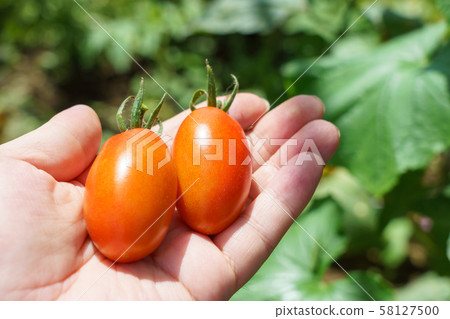 櫻桃西紅柿（家庭花園）的收穫 58127500