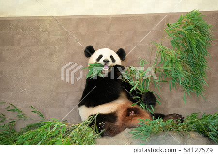 Panda in a meal 58127579