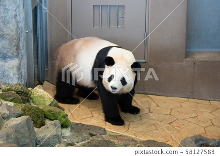 Panda 58127583