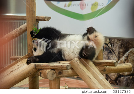 Panda game 58127585