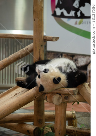 Panda game 58127586