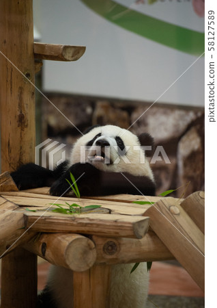 Panda game 58127589
