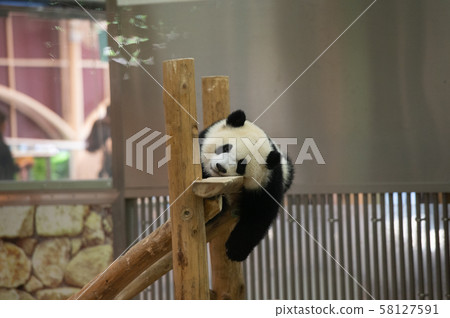 Panda game 58127591
