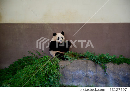 Panda in a meal 58127597