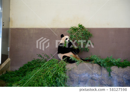 Panda in a meal 58127598