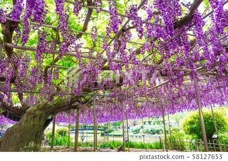 Ashikaga Flower Park Yaefuji (Ashiga, Tochigi Prefecture) April 2018 Ashikaga Flower Park Yaefuji (Ashiga, Tochigi Prefecture) April 2018 58127653
