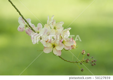 Rainbow shower flower on green background Rainbow shower flower on green background 58127659