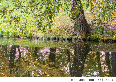 Birch by the water. 58127805