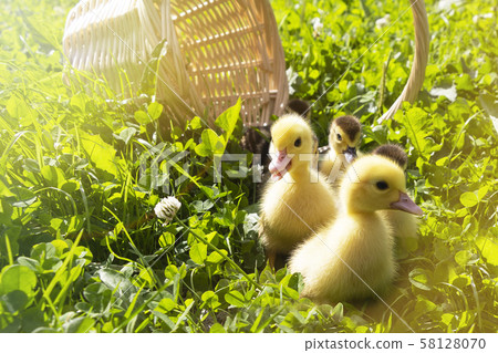 cute little ducklings in a wicker basket cute little ducklings in a wicker basket 58128070