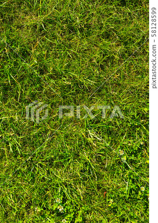 Close-up of lush green grass growing on ground Close-up of lush green grass growing on ground 58128599