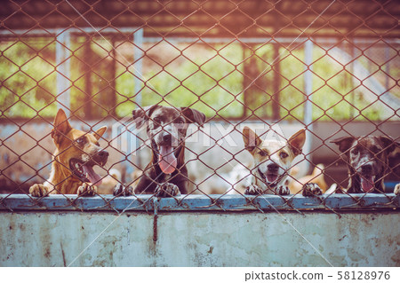 Close up stray dogs, life waiting for food. 58128976