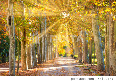 Sycamores alley in city park 58129475