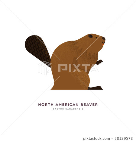 North american beaver isolated animal cartoon 58129578