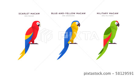 Macaw parrot bird isolated animal cartoon set 58129591