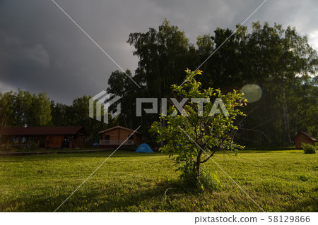 Small tree on the green meadow 58129866