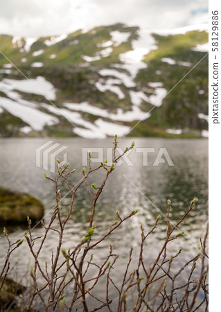 Dwarf mountain plants, mountain lake and mountainside with snowbanks 58129886
