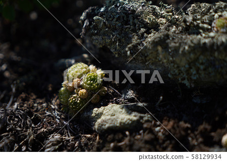 Little cactus is growing on mossed stone 58129934