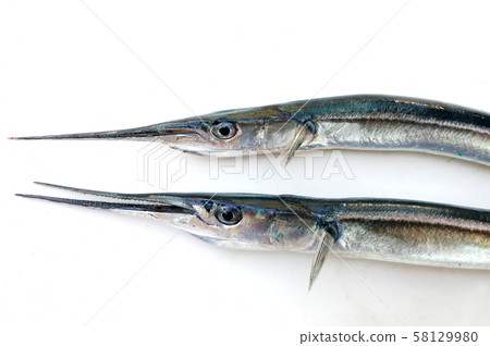 Fresh Raw Needlefish Against White Background 58129980