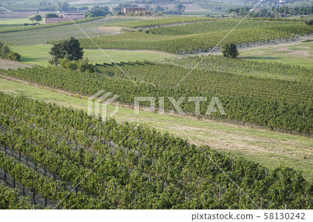 vineyards on a valley in Italy 58130242