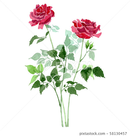 Bush of red roses floral botanical flowers. Watercolor background set. Isolated rose illustration 58130457