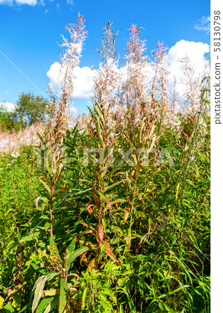 Fireweed faded after flowering Fireweed faded after flowering 58130798