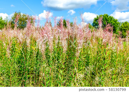 Fireweed faded after flowering Fireweed faded after flowering 58130799