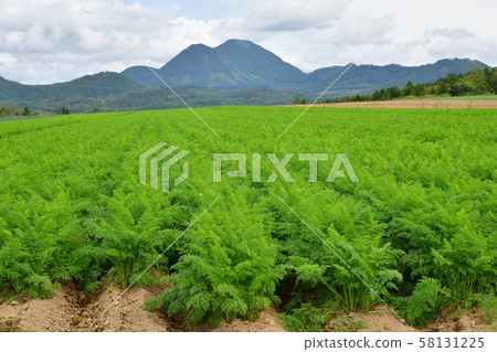 Taking pictures of carrot fields and Mt. Shiribetsu in Makkari Village, Hokkaido 58131225