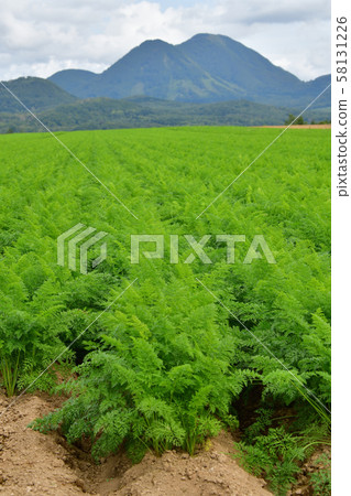 Taking pictures of carrot fields and Mt. Shiribetsu in Makkari Village, Hokkaido 58131226