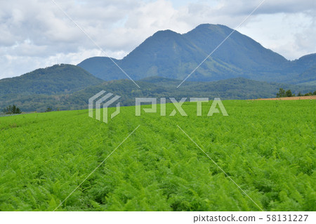 Taking pictures of carrot fields and Mt. Shiribetsu in Makkari Village, Hokkaido 58131227