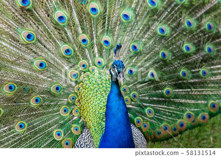 Peacock displaying feathers Peacock displaying feathers 58131514