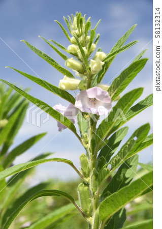 芝麻花和水果 芝麻花和水果 58132314