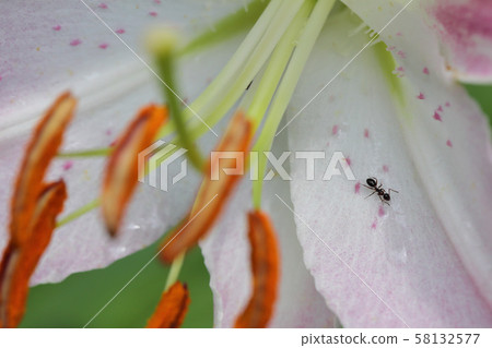 Ant and lily flower Ant and lily flower 58132577