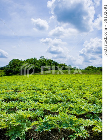 August Gunma Prefecture Takayama Village Konjac Field August Gunma Prefecture Takayama Village Konjac Field 58132691