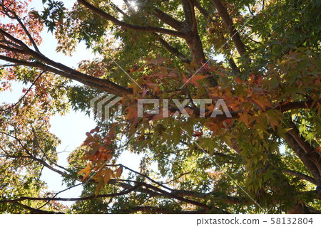 Autumn leaves of the Seto Inland Sea 58132804