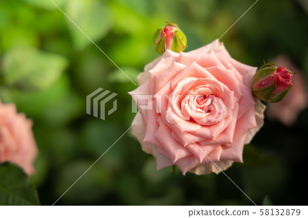 Roses in the garden 58132879