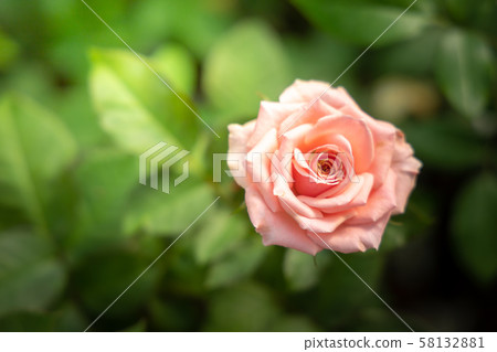 Roses in the garden Roses in the garden 58132881
