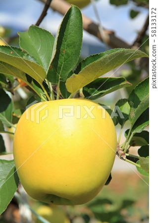 Yellow colored apple 58133172