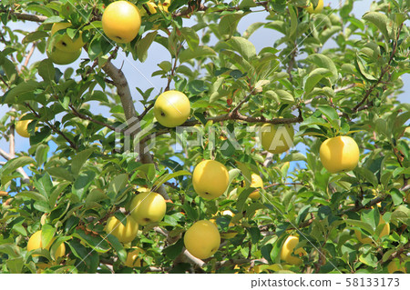 Yellow colored apple Yellow colored apple 58133173