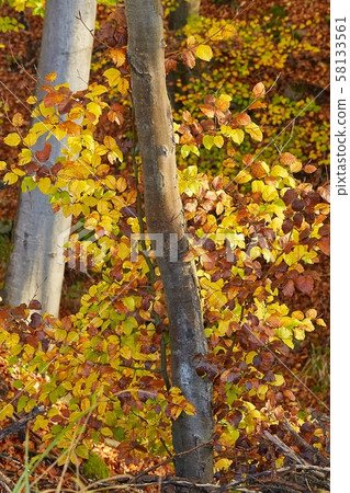 Autumn forest fall colors 58133561