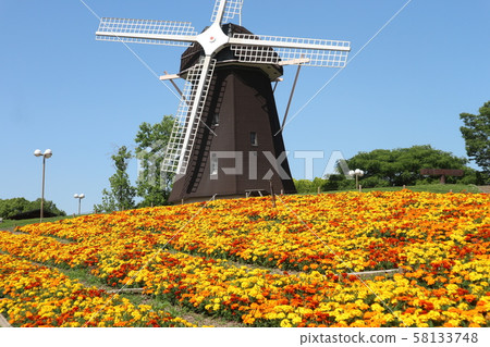 Mary gold and windmill 58133748