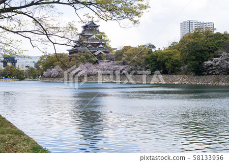 Hiroshima Castle castle tower and cherry blossom 58133956