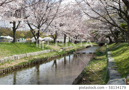 櫻花盛開的廣島市中央公園 58134179