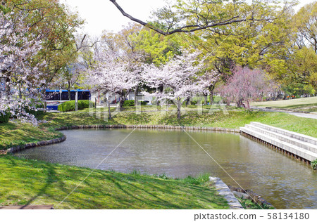 櫻花盛開的廣島市中央公園 櫻花盛開的廣島市中央公園 58134180