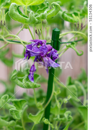 Change Morning Glory 237 58134306