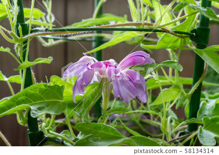 改變牽牛花245 58134314