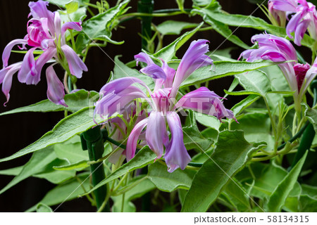 改變牽牛花246 改變牽牛花246 58134315