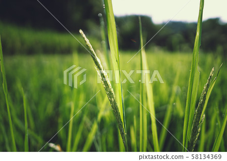 Rice and ear of rice in the morning 58134369