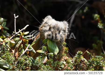 "Pikachu rabbit" on Lake Shibetsu 58135729