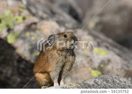 Pikachu rabbit 58135752